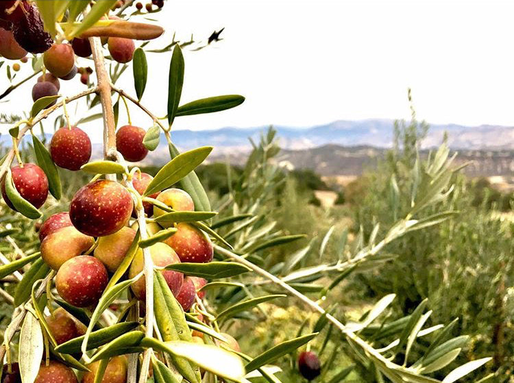 Los Olivos Olive Oil tasting Extra Virgin Olive Oil Olive Hill Farm